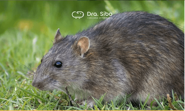 Veterinario conejos Chile - cirugía y odontología especializada