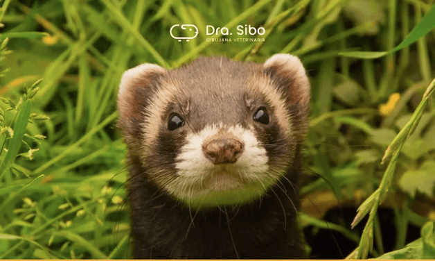 Veterinario especialista en hurones Chile - cirugía y medicina para hurones