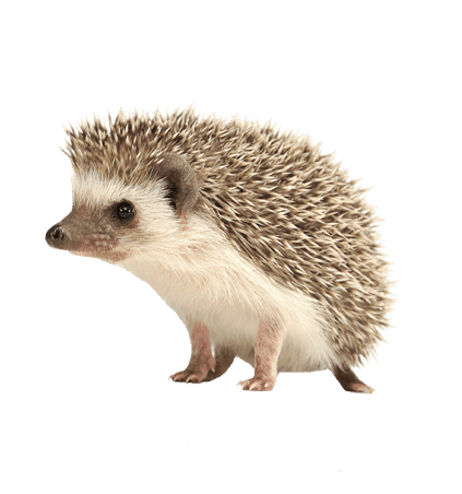 Casos clínicos veterinaria animales exóticos - erizo tratamiento especializado Chile