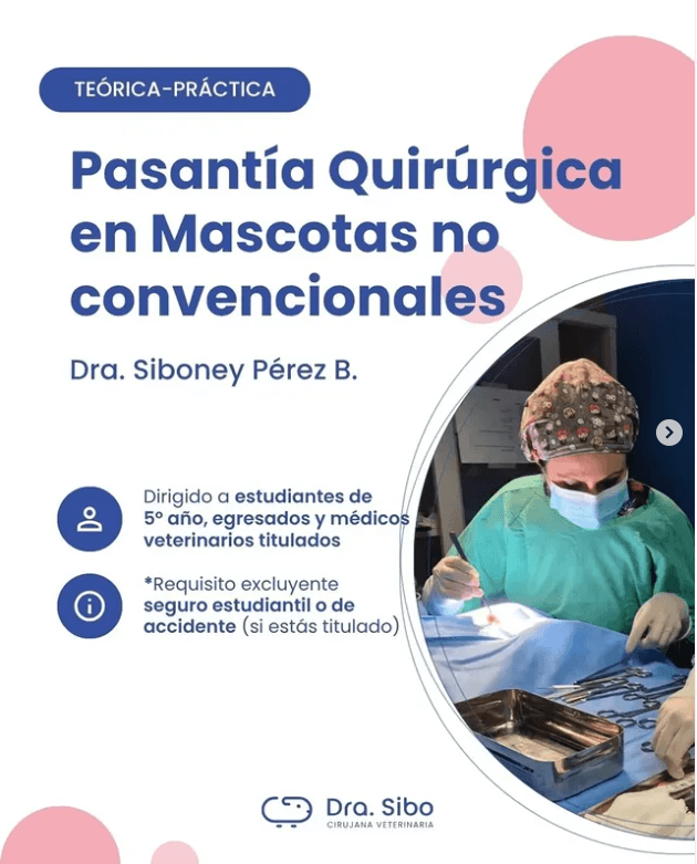 Cirugía Abdominal en Conejo