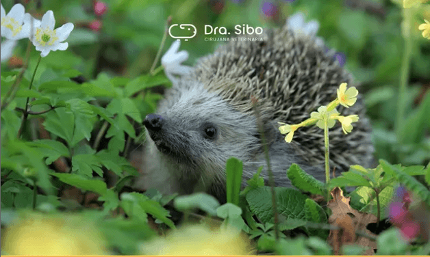 Obstrucción Intestinal en Hurón