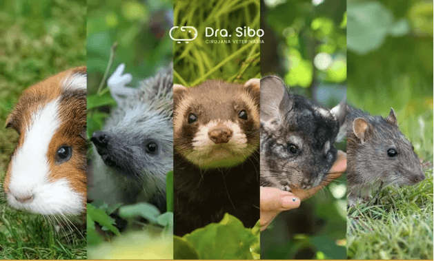 Cirugía de Tejidos Blandos en Animales Exóticos