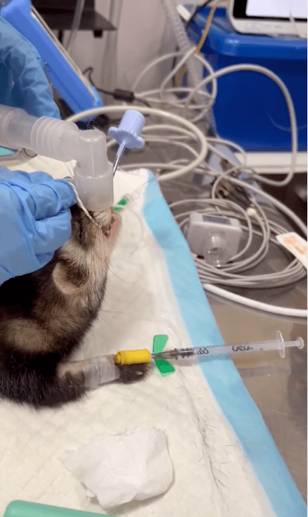 Cursos de especialización veterinaria